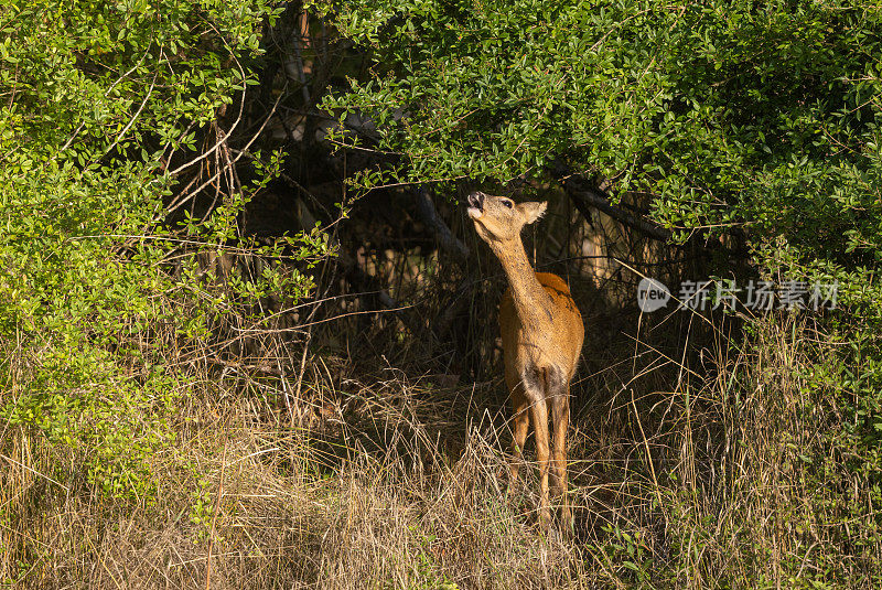 母狍子(Capreolus Capreolus)